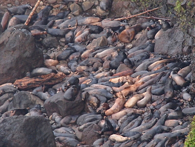 [Dozens of sea lions lie beside and on top of each other. Most are black, but some are brown, and one has a mark in its fur (for tracking purposes).]